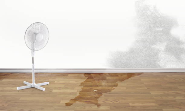 Best Carpet water damage restoration  in Lyndon, KY